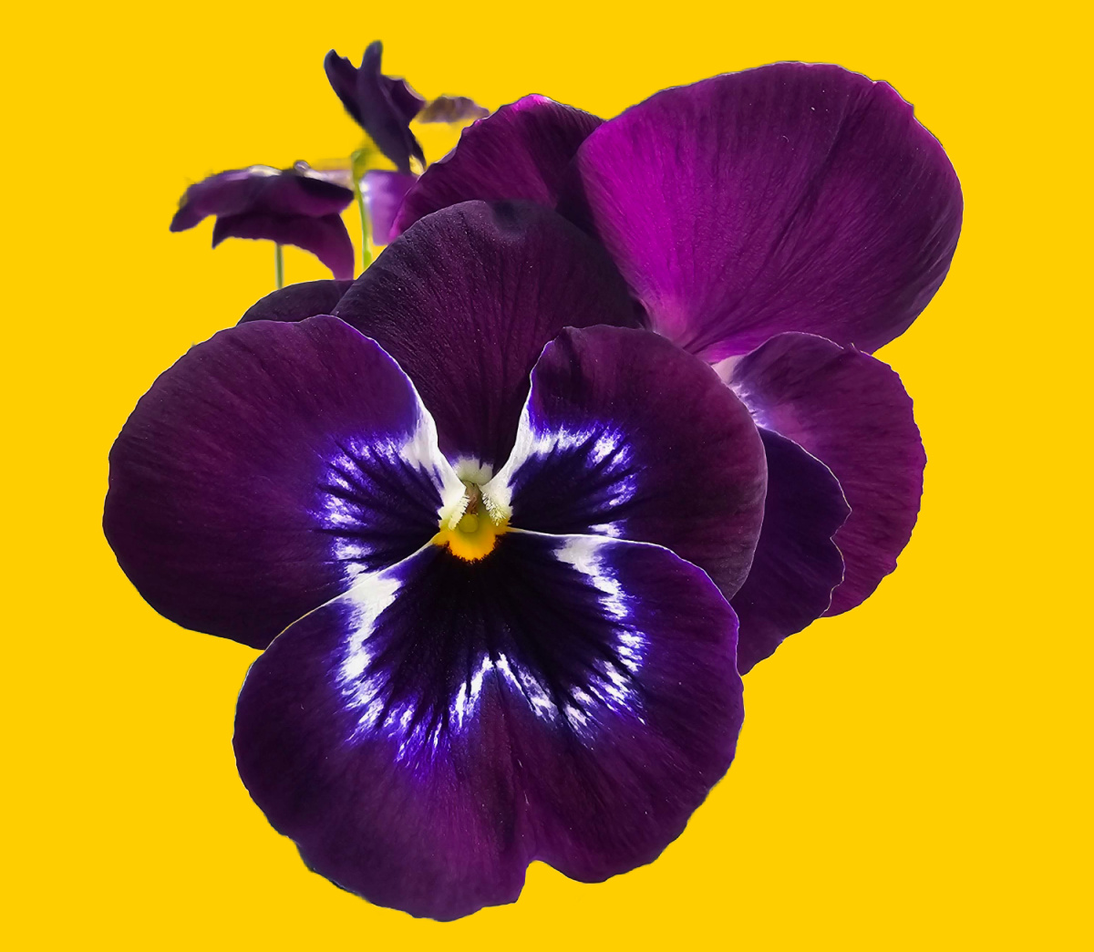 fjolanatural.is á leiðinni til þín